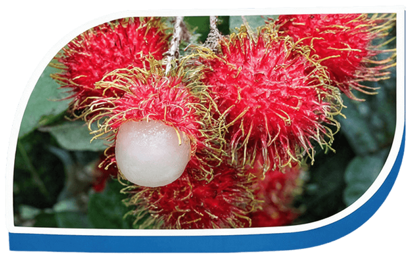 ผลไม้และพืชผล 1