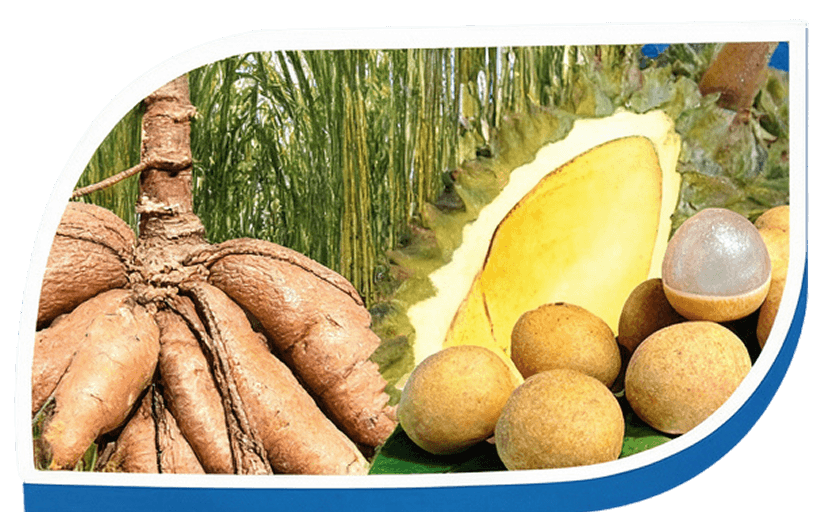 ผลไม้และพืชผล 6